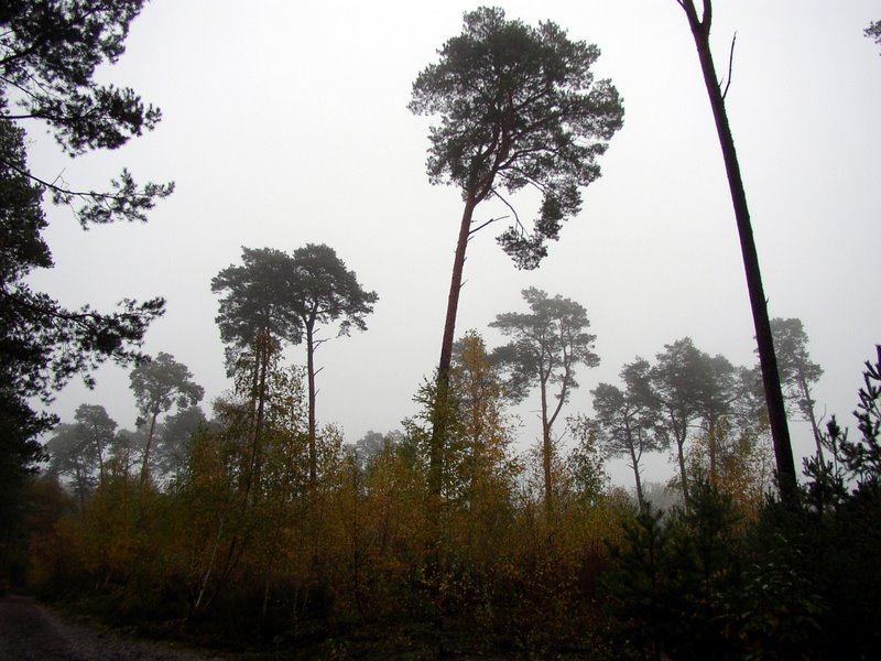 Champignons Le Mesle 02
